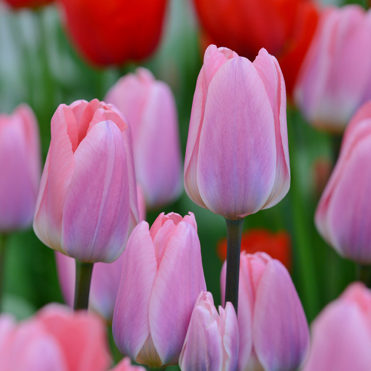 Tulipa Light and Dreamy