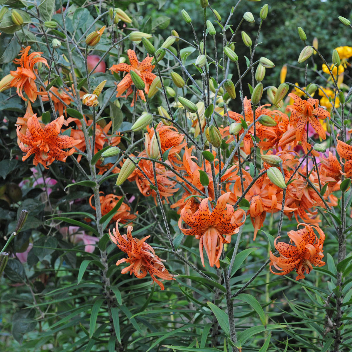 Lilium lancifolium Flore Pleno